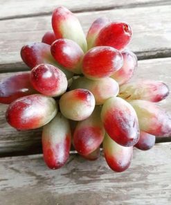 bibit anggur import jenis beauty super unggul Kalimantan Selatan