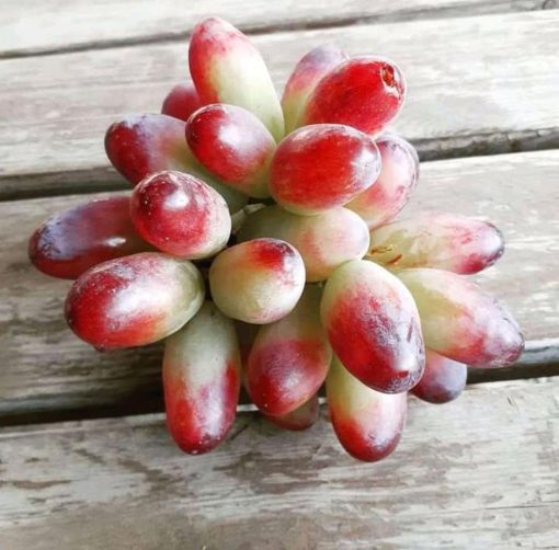 bibit anggur import jenis beauty super unggul Kalimantan Selatan