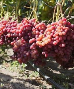bibit anggur import jenis veles Palu