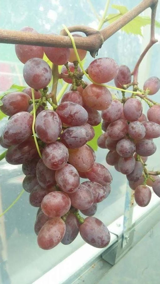 bibit anggur import jupiter seedles berkwalitas Balikpapan