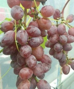 bibit anggur import jupiter seedles berkwalitas Jayapura