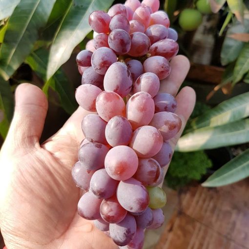 bibit anggur import jupiter seedles berkwalitas Sumatra Utara