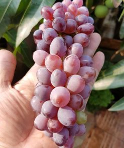 bibit anggur import jupiter seedles berkwalitas Tanjungpinang