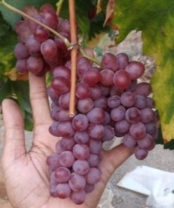 bibit anggur import jupiter seedless Jambi