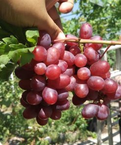 bibit anggur import ninel hasil grafting Jambi