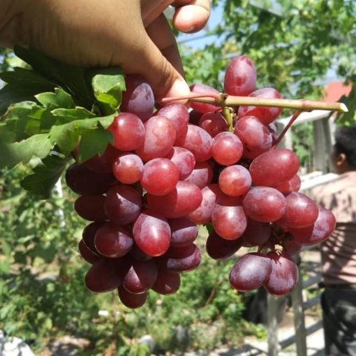 bibit anggur import ninel hasil grafting Kalimantan Barat