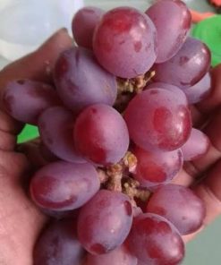 bibit anggur import ninel super original Jawa Timur