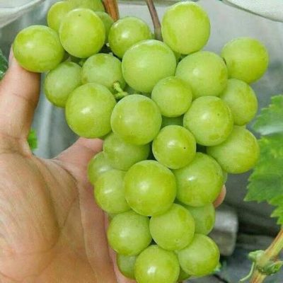 bibit anggur import sine muscat grafting Metro