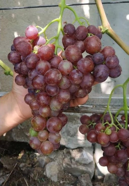bibit anggur import sonaka Cilegon