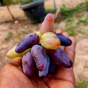 bibit anggur import Sulawesi Selatan