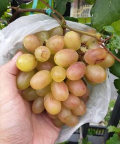 bibit anggur import transfigurasi grafting Cirebon
