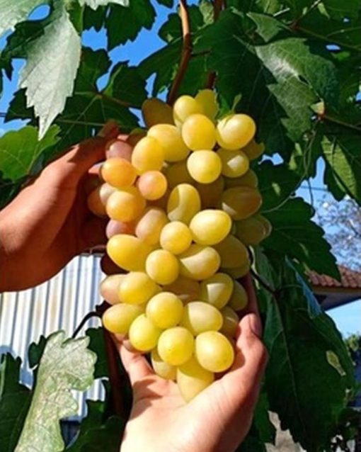 bibit anggur import transfigurasi murah Maluku