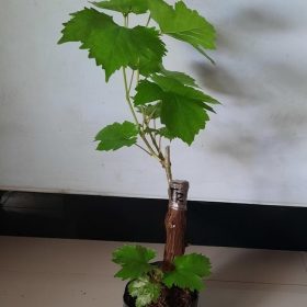 bibit anggur import transfiguration garansi valid 100 Metro