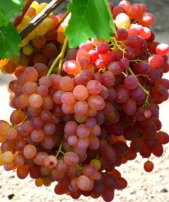 bibit anggur import veles hasil grafting Nusa Tenggara Barat