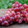 bibit anggur merah caroline Palu
