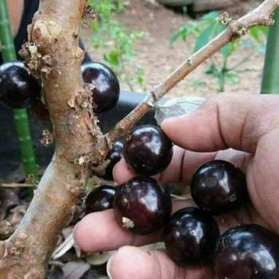 bibit anggur pohon Sulawesi Tengah