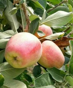 Bibit Apel Anna - Bagus Tanaman Buah Berbunga Atau Berbuah Muara Enim