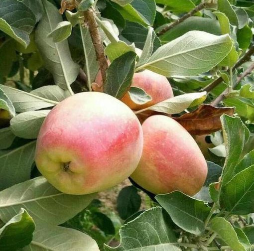 Bibit Apel Anna - Bagus Tanaman Buah Berbunga Atau Berbuah Muara Enim