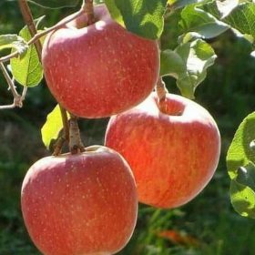Bibit Apel Anna Kekinian Tanaman Buah Sp Yogyakarta