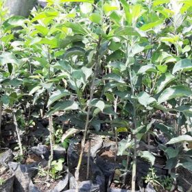 Bibit Apel Anna Tanaman Berkuwalitas Karimun