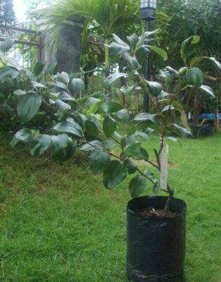 Bibit Apel Anna Tanaman Buah Luwu Timur