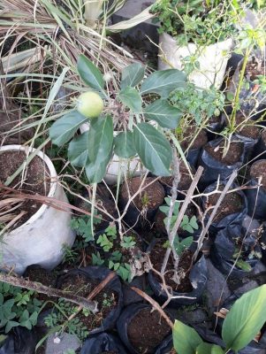 Bibit Apel Anna Tanaman Buah Manalagi Berbuah Baru Boven Digoel