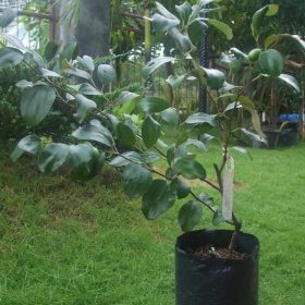 Bibit Apel Anna Tanaman Buah Purbalingga