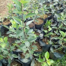 Bibit Apel Cangkok Fuji Merah Okulasi Dan Cepat Berbuah Tanah bumbu