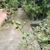 Bibit Apel Futsa Berbuah Tanaman India Asli Padang Panjang