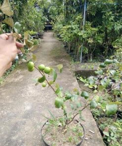 Bibit Apel Futsa Berbuah Tanaman India Asli Padang Panjang