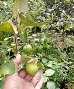 Bibit Apel Futsa Berbuah Tanaman India Asli Solok Selatan