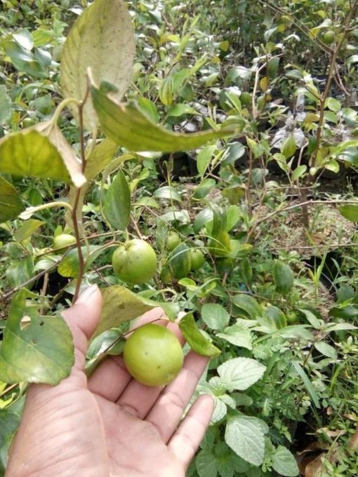 Bibit Apel Futsa Berbuah Tanaman India Asli Solok Selatan