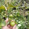 Bibit Apel Futsa Berbuah Tanaman India Bantul