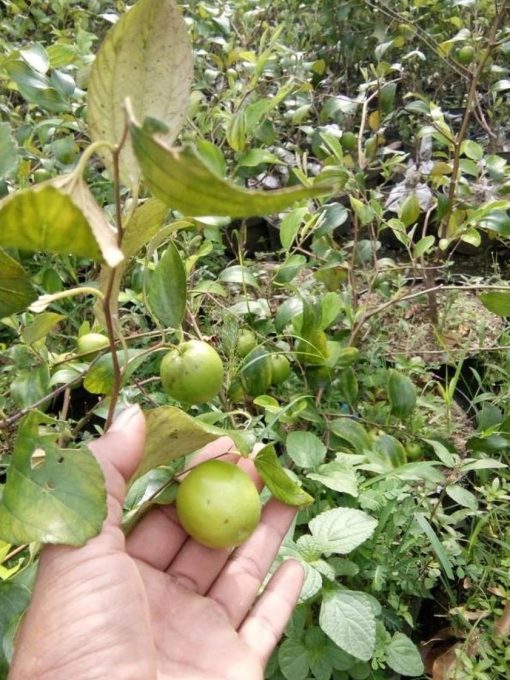 Bibit Apel Futsa Berbuah Tanaman India Bantul
