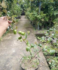 Bibit Apel Futsa Berbuah Tanaman India Kepulauan Meranti