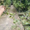 Bibit Apel Futsa Berbuah Tanaman India Lapak Terbaik Jayapura