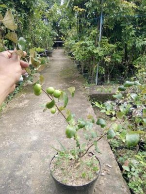 Bibit Apel Futsa Berbuah Tanaman India Lapak Terbaik Jayapura