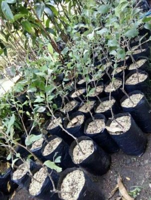 Bibit Apel Futsa Tanaman Varietas Unggul Madiun