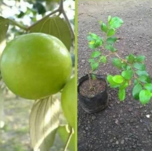 Bibit Apel India Buah Putsa Flores Timur