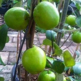 Bibit Apel India Buah Putsa Tanjung Balai