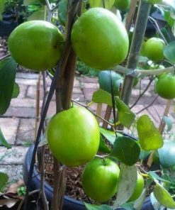 Bibit Apel India Tanaman Buah Putsa Luwu Timur