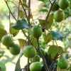 Bibit Apel India Tanaman Buah Putsa Muaro Jambi