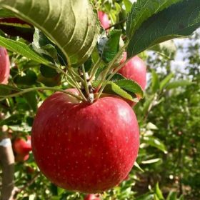 Bibit Apel Malang Buah Lampung Tengah