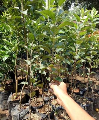 Bibit Apel Malang Buah Manalagi Okulasi Teluk Wondama