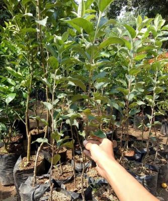 Bibit Apel Malang Kliwon Buah Manalagi Okulasi Morowali Utara