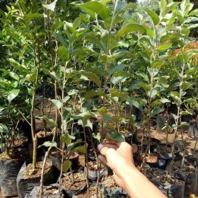 Bibit Apel Malang Promo Buah Manalagi Okulasi Lubuk Linggau