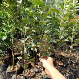 Bibit Apel Malang Promo Buah Manalagi Okulasi Trend Buleleng