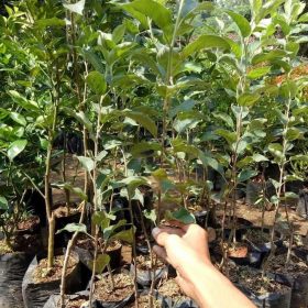 Bibit Apel Malang Stok Ready Buah Manalagi Okulasi Terbaik Bima