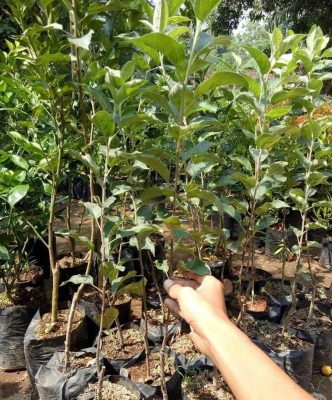 Bibit Apel Malang Stok Ready Buah Manalagi Okulasi Terbaik Bima