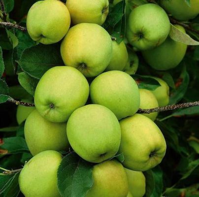 Bibit Apel Malang Tanaman Buah Manalagi Pohon Hijau Lokal Intan Jaya